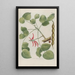 Phytanthoza iconographia Pl148 - Johann Wilhelm Weinmann — framed artwork on a wall