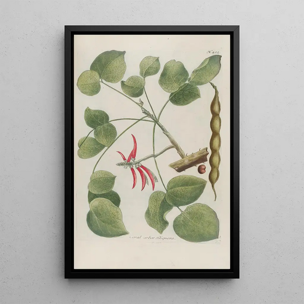 Phytanthoza iconographia Pl148 - Johann Wilhelm Weinmann — framed artwork on a wall