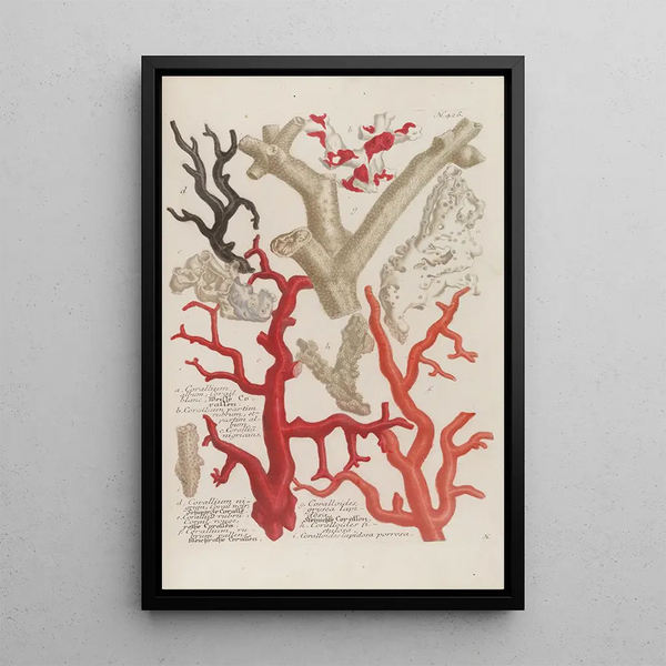 Phytanthoza iconographia Pl149 - Johann Wilhelm Weinmann — framed artwork on a wall