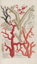 Phytanthoza iconographia Pl149 - Johann Wilhelm Weinmann — artwork view