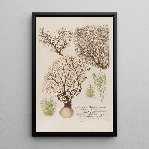 Phytanthoza iconographia Pl150 - Johann Wilhelm Weinmann — framed artwork on a wall