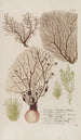 Phytanthoza iconographia Pl150 - Johann Wilhelm Weinmann — artwork view