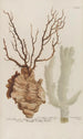 Phytanthoza iconographia Pl151 - Johann Wilhelm Weinmann — artwork view