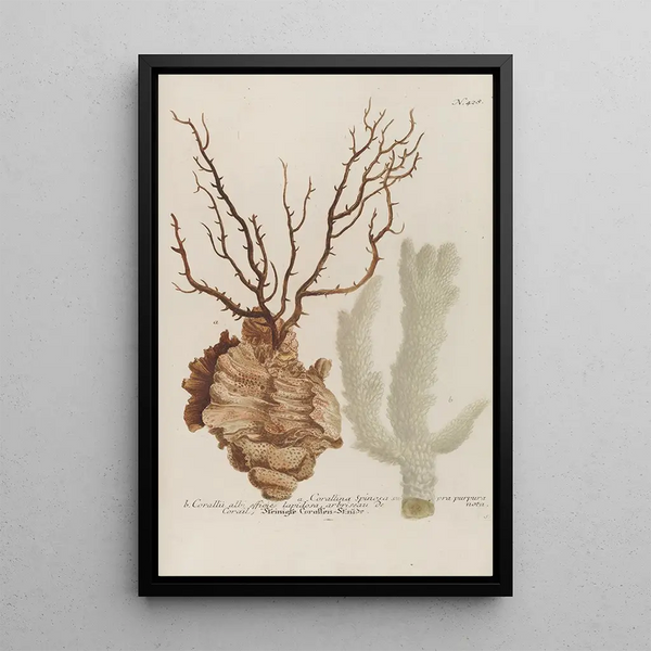 Phytanthoza iconographia Pl151 - Johann Wilhelm Weinmann — framed artwork on a wall