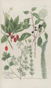 Phytanthoza iconographia Pl152 - Johann Wilhelm Weinmann — artwork view