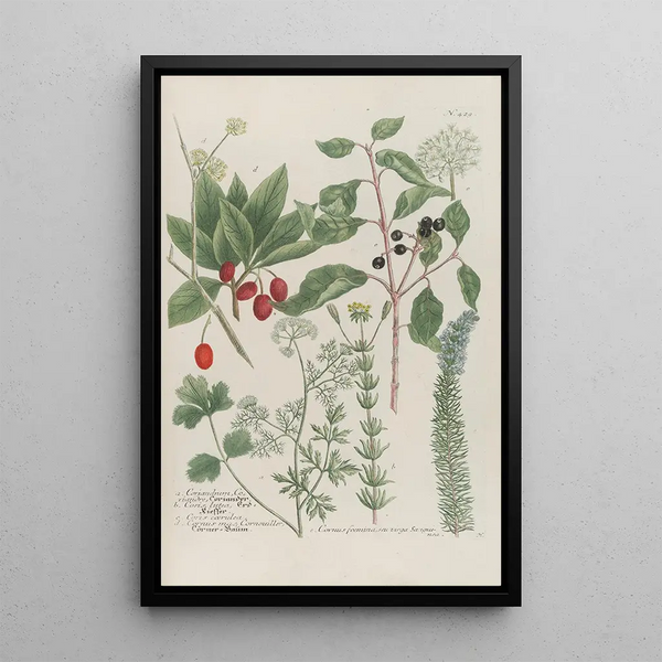 Phytanthoza iconographia Pl152 - Johann Wilhelm Weinmann — framed artwork on a wall