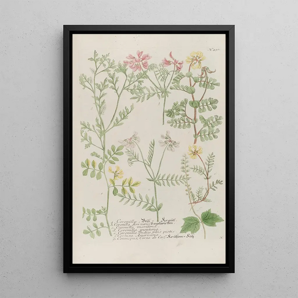 Phytanthoza iconographia Pl153 - Johann Wilhelm Weinmann — framed artwork on a wall