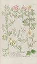 Phytanthoza iconographia Pl153 - Johann Wilhelm Weinmann — artwork view