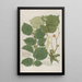 Phytanthoza iconographia Pl154 - Johann Wilhelm Weinmann — framed artwork on a wall