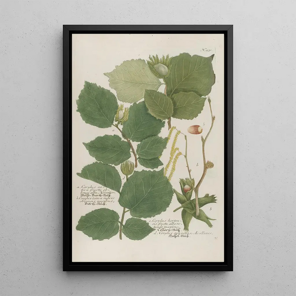 Phytanthoza iconographia Pl154 - Johann Wilhelm Weinmann — framed artwork on a wall