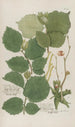 Phytanthoza iconographia Pl154 - Johann Wilhelm Weinmann — artwork view