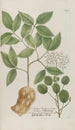 Phytanthoza iconographia Pl155 - Johann Wilhelm Weinmann — artwork view