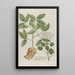 Phytanthoza iconographia Pl155 - Johann Wilhelm Weinmann — framed artwork on a wall