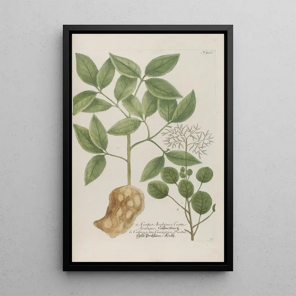 Phytanthoza iconographia Pl155 - Johann Wilhelm Weinmann — framed artwork on a wall