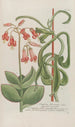 Phytanthoza iconographia Pl156 - Johann Wilhelm Weinmann — artwork view