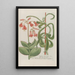 Phytanthoza iconographia Pl156 - Johann Wilhelm Weinmann — framed artwork on a wall