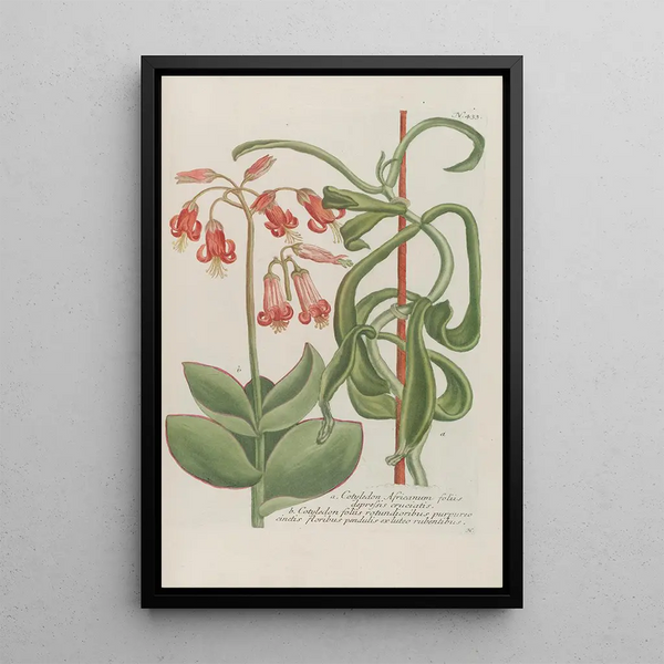 Phytanthoza iconographia Pl156 - Johann Wilhelm Weinmann — framed artwork on a wall