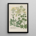 Phytanthoza iconographia Pl157 - Johann Wilhelm Weinmann — framed artwork on a wall