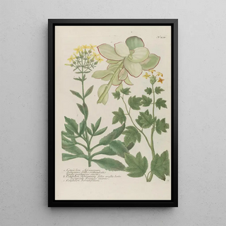 Johann Wilhelm Weinmann - Phytanthoza iconographia Pl157.webp