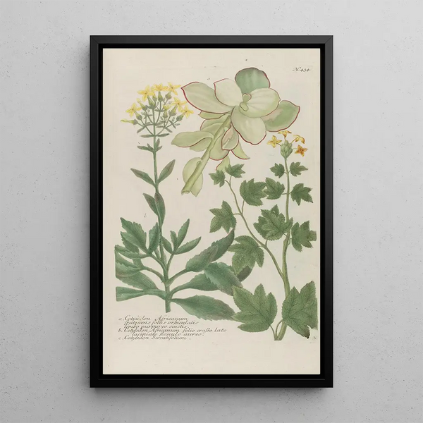 Phytanthoza iconographia Pl157 - Johann Wilhelm Weinmann — framed artwork on a wall
