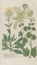 Phytanthoza iconographia Pl157 - Johann Wilhelm Weinmann — artwork view