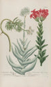 Phytanthoza iconographia Pl158 - Johann Wilhelm Weinmann — artwork view