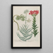 Phytanthoza iconographia Pl158 - Johann Wilhelm Weinmann — framed artwork on a wall