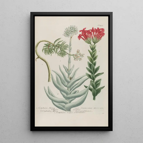 Phytanthoza iconographia Pl158 - Johann Wilhelm Weinmann — framed artwork on a wall