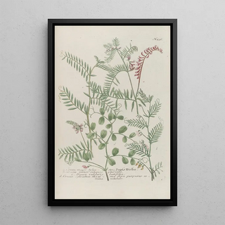 Johann Wilhelm Weinmann - Phytanthoza iconographia Pl159.webp