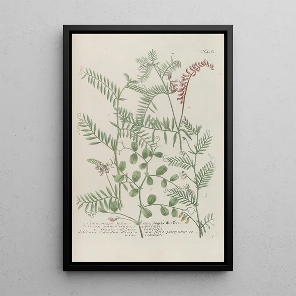 Phytanthoza iconographia Pl159 - Johann Wilhelm Weinmann — framed artwork on a wall