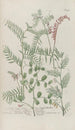 Phytanthoza iconographia Pl159 - Johann Wilhelm Weinmann — artwork view