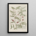Phytanthoza iconographia Pl160 - Johann Wilhelm Weinmann — framed artwork on a wall