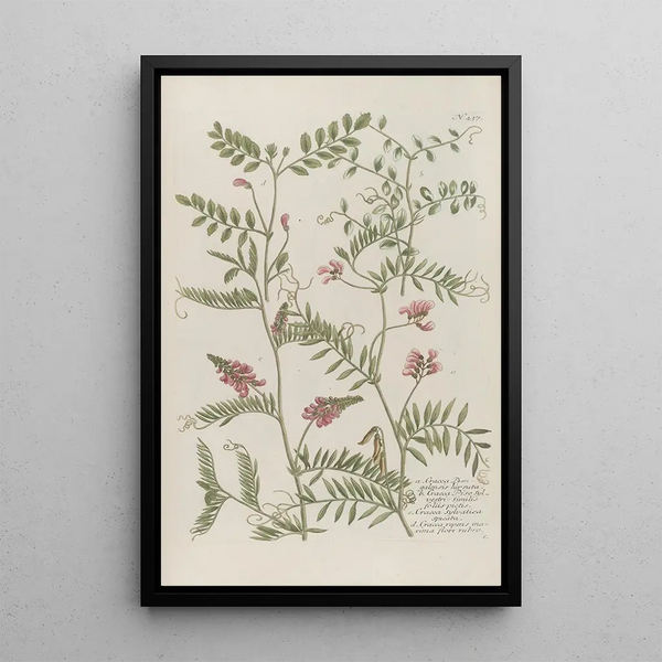Phytanthoza iconographia Pl160 - Johann Wilhelm Weinmann — framed artwork on a wall