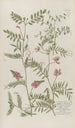 Phytanthoza iconographia Pl160 - Johann Wilhelm Weinmann — artwork view