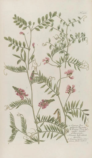 Johann Wilhelm Weinmann - Phytanthoza iconographia Pl160.webp