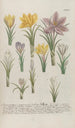 Phytanthoza iconographia Pl161 - Johann Wilhelm Weinmann — artwork view