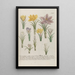 Phytanthoza iconographia Pl161 - Johann Wilhelm Weinmann — framed artwork on a wall
