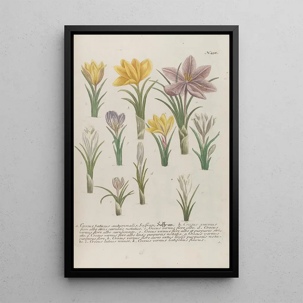 Phytanthoza iconographia Pl161 - Johann Wilhelm Weinmann — framed artwork on a wall
