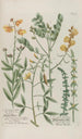 Phytanthoza iconographia Pl162 - Johann Wilhelm Weinmann — artwork view