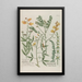 Phytanthoza iconographia Pl162 - Johann Wilhelm Weinmann — framed artwork on a wall