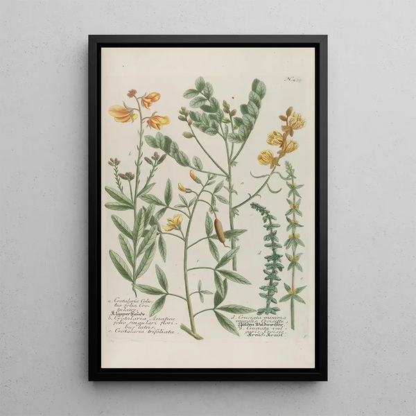 Phytanthoza iconographia Pl162 - Johann Wilhelm Weinmann — framed artwork on a wall