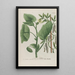 Phytanthoza iconographia Pl163 - Johann Wilhelm Weinmann — framed artwork on a wall