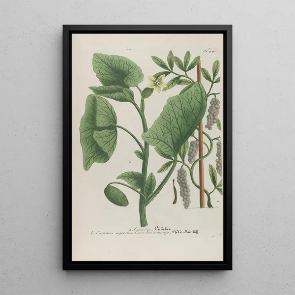 Phytanthoza iconographia Pl163 - Johann Wilhelm Weinmann — framed artwork on a wall