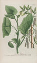 Phytanthoza iconographia Pl163 - Johann Wilhelm Weinmann — artwork view