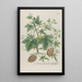 Phytanthoza iconographia Pl164 - Johann Wilhelm Weinmann — framed artwork on a wall