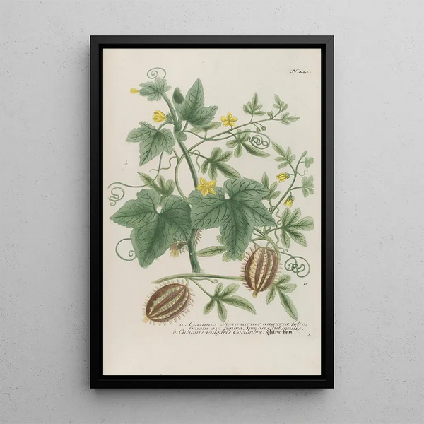 Phytanthoza iconographia Pl164 - Johann Wilhelm Weinmann — framed artwork on a wall