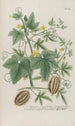 Phytanthoza iconographia Pl164 - Johann Wilhelm Weinmann — artwork view