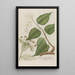 Phytanthoza iconographia Pl170 - Johann Wilhelm Weinmann — framed artwork on a wall