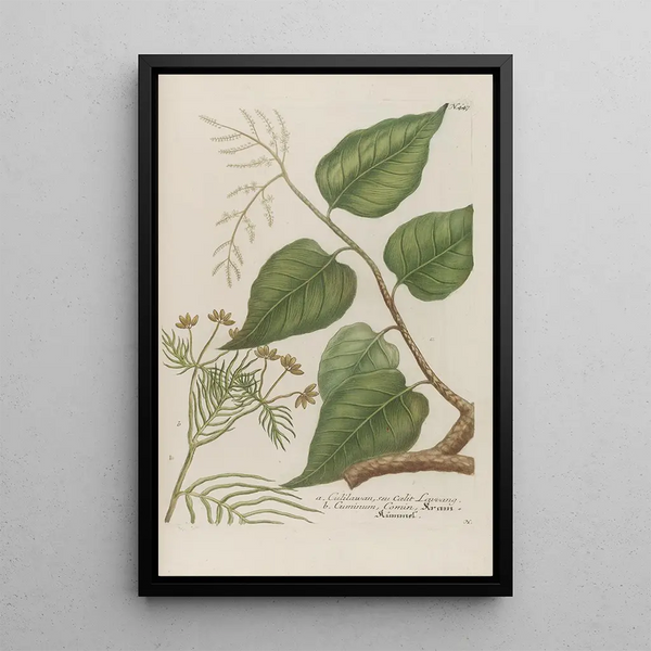 Phytanthoza iconographia Pl170 - Johann Wilhelm Weinmann — framed artwork on a wall