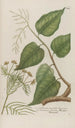 Phytanthoza iconographia Pl170 - Johann Wilhelm Weinmann — artwork view